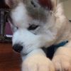 Leoni