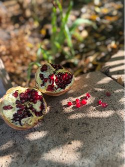 Pomegranate tree in 5 gallon