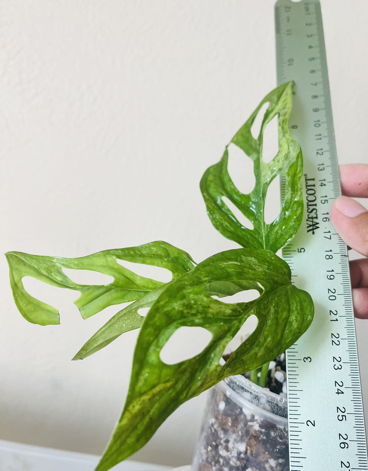 European Form Variegated Mint Monstera Adansonii