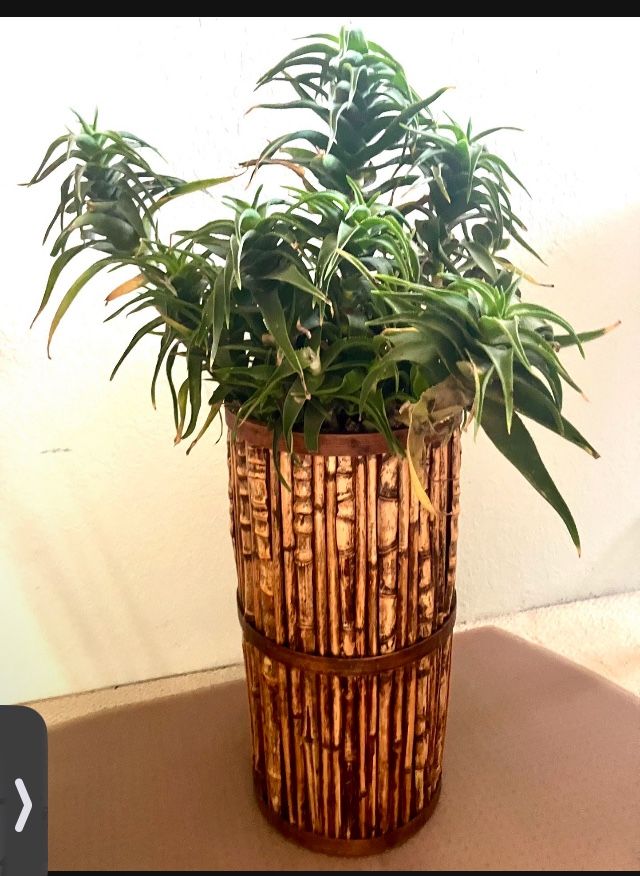 Bamboo Planter In Shades Of Organic Wood With Succulents