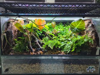 36x18x18 vivarium