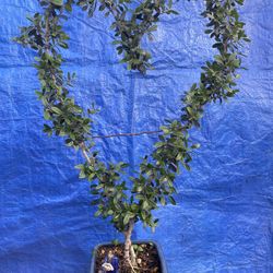 Bonsai Two Olive Trees Shaped Into A Heart $75