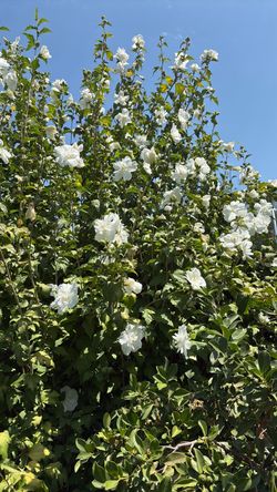 Sharon rose hibiscus plant