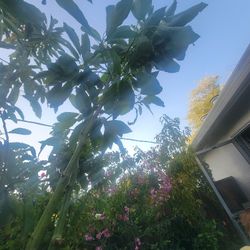 Avocados For Sale 3 Meters Tall 100 Dls Or Best Offer 