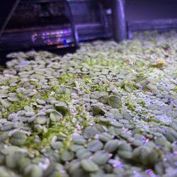 Aquatic Floating Plants