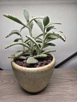 Beautiful Panda Plant In Nice Pot