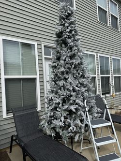 Christmas Tree For Sale
