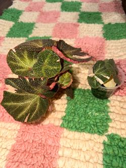 Begonia Soli Mutata Variegated