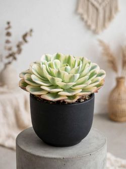 Echeveria Imbricata