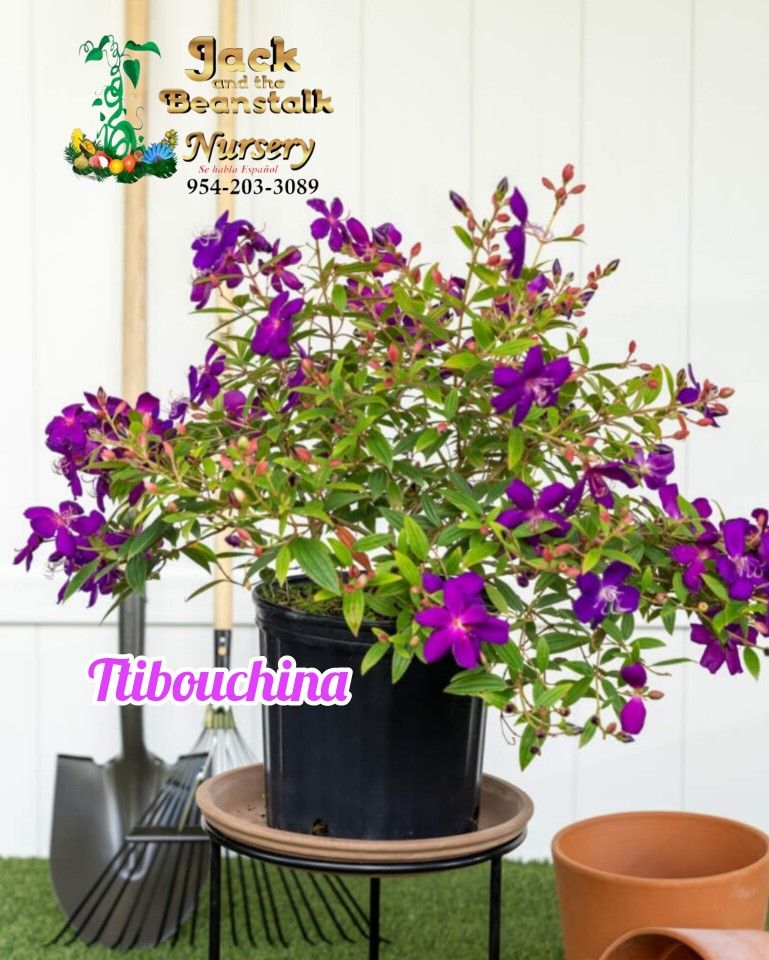 Tibouchina Plants 🪴 3gal