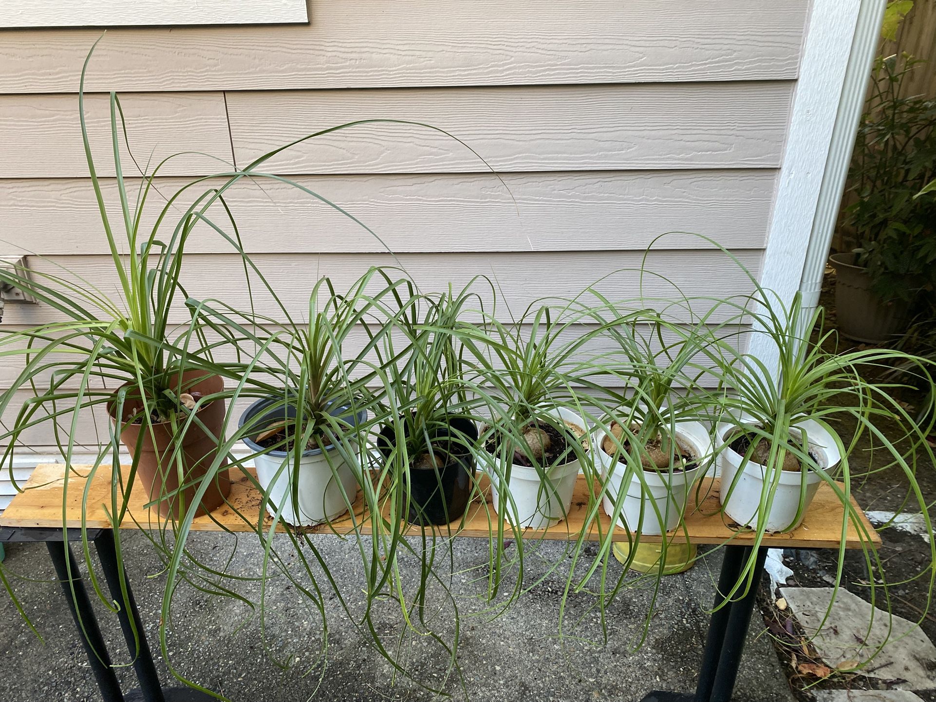6 Pony Tail Plants For $20