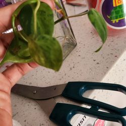 Variegated Philodendron heartleaf