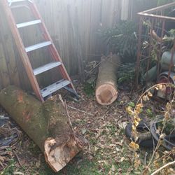 Removemos Ramas O Árboles 