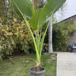 ELEPHANT EAR PLANT 