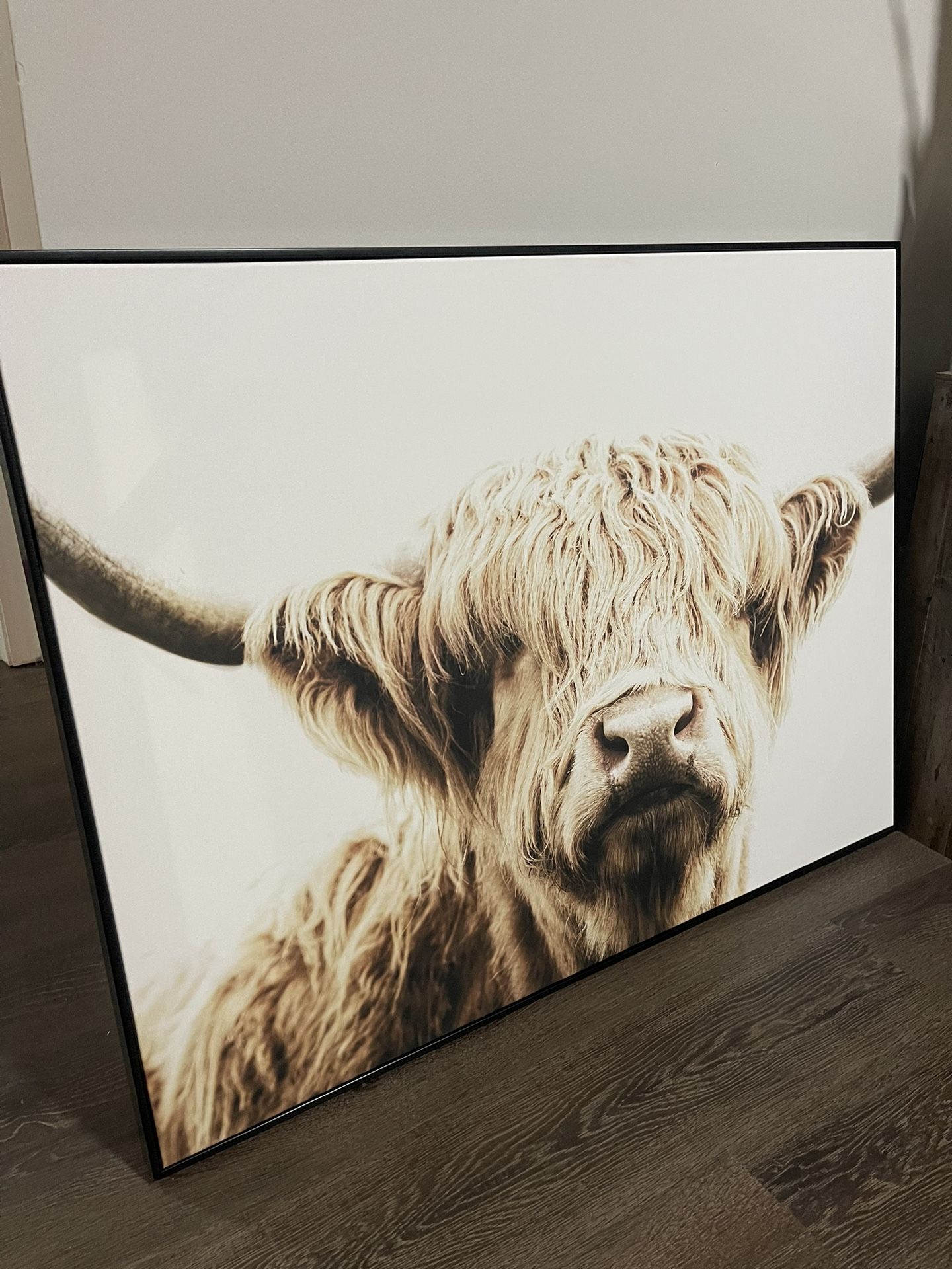 Highland Cow Picture, Hobby Lobby, Colored