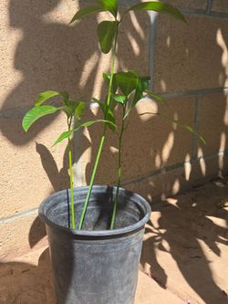 Mango trees in 1 gallon . Criollo or corriente