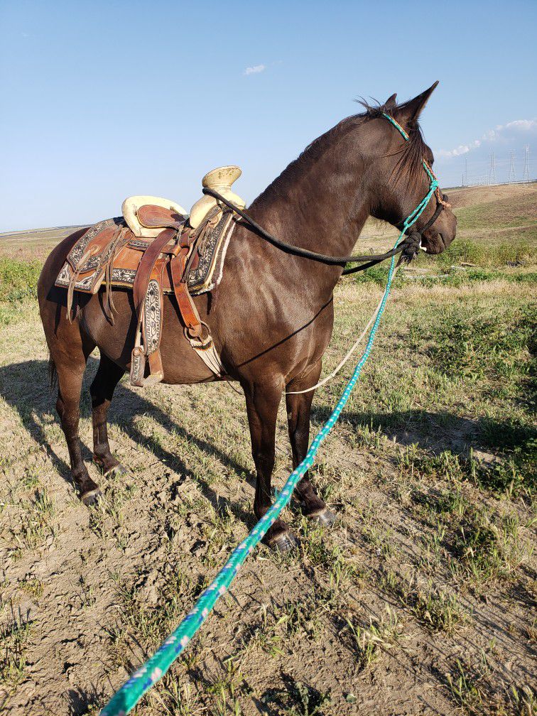 Horse Saddle  