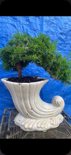 Bonsai plants for sale $50 each