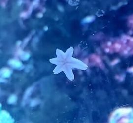 Asterina Starfish For Fish Tank
