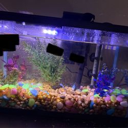 5 Gallon Fish Tank 