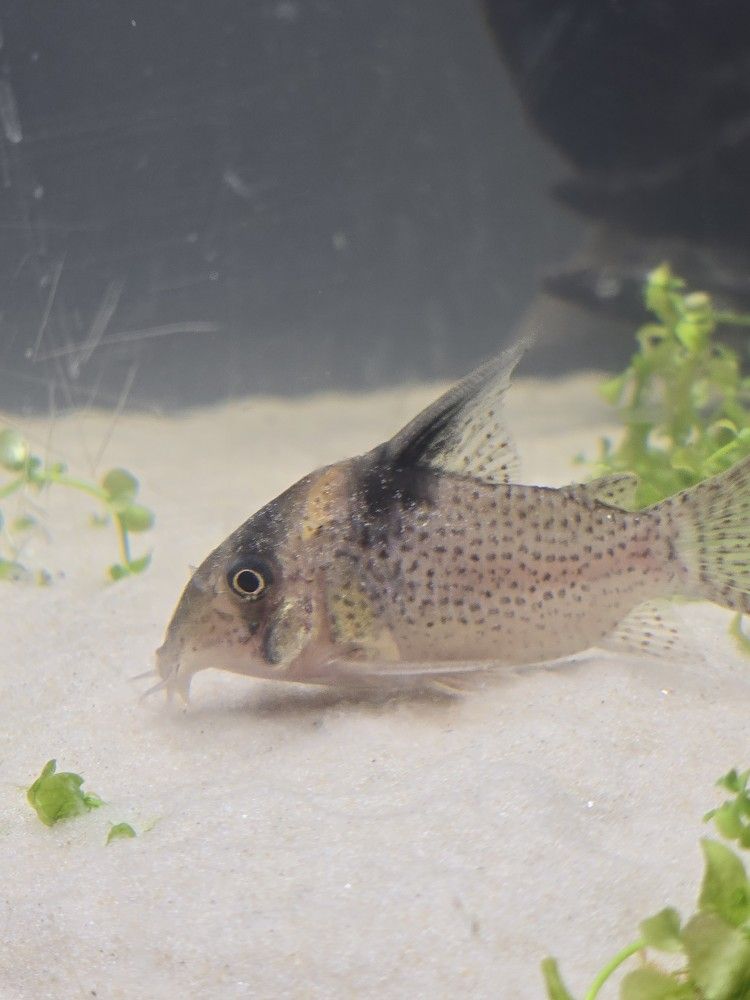 Aquarium CORYDORA