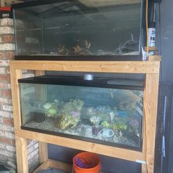 2 Huge 75-Gallon Fish Tanks w/ Stand + Gear – $500 OBO