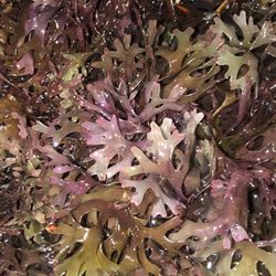 SeaMoss, Herbs & Minerals