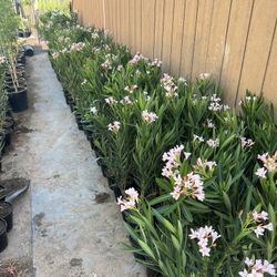 1 Gallon Oleander Pink Salmon 