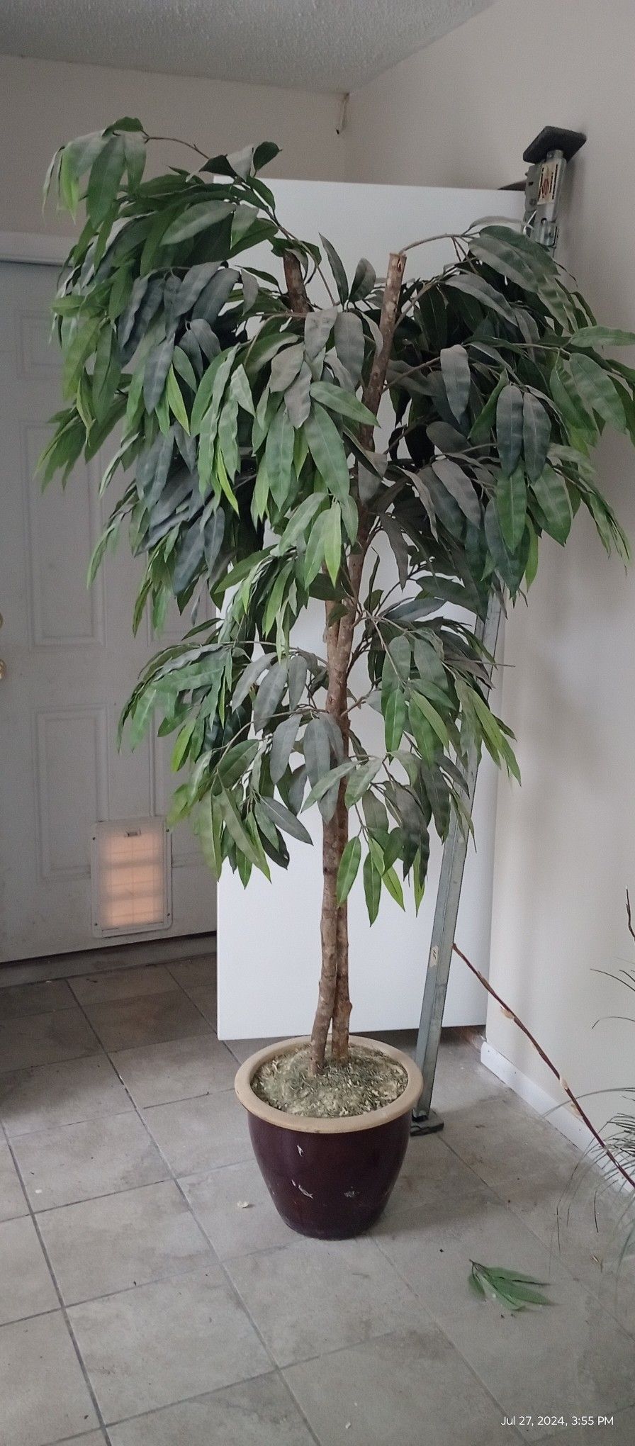 Ficus Tree