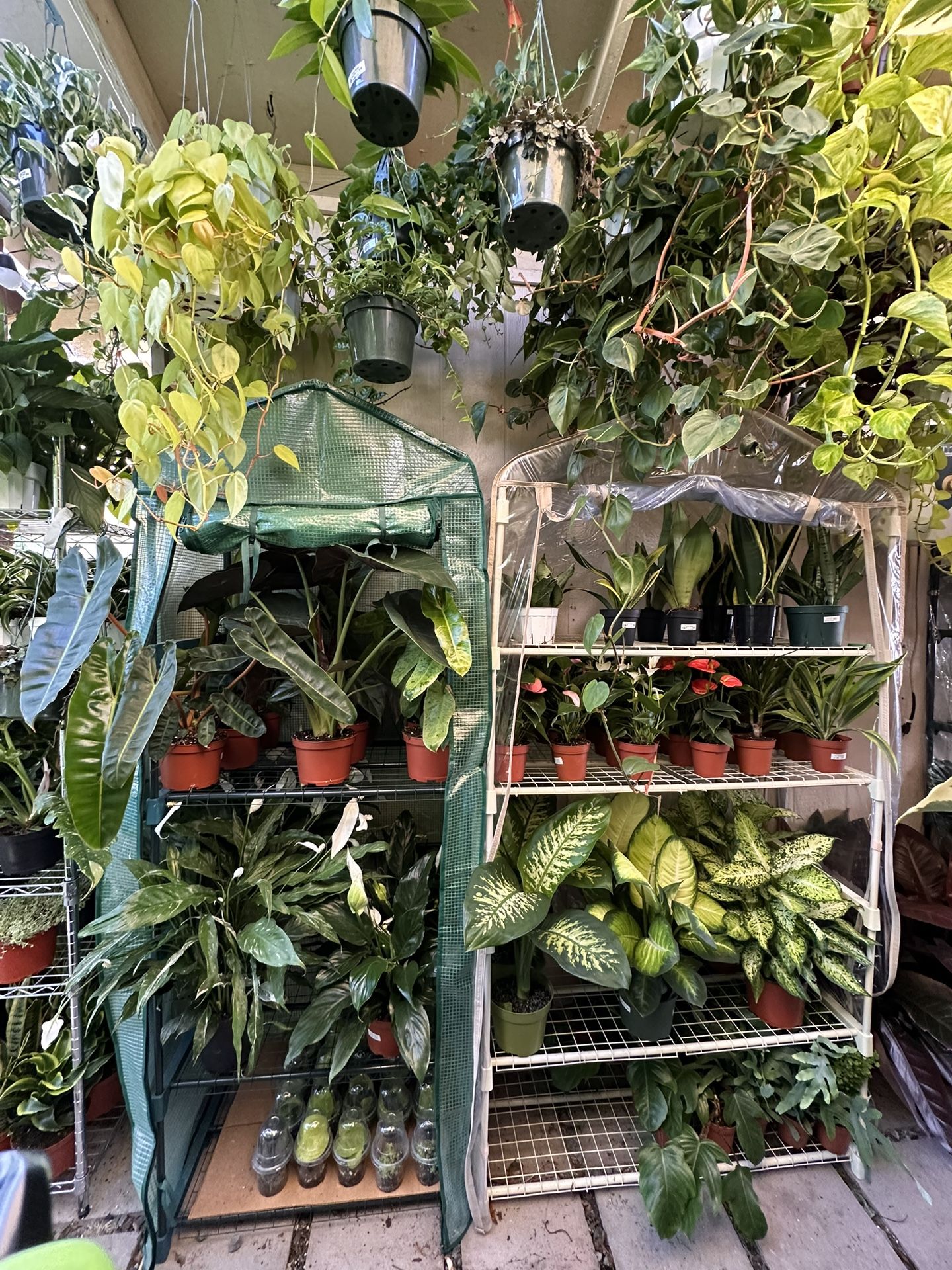 DnA Plant Sale💚🪴🎉