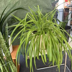 Plants sales