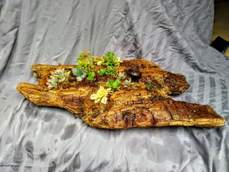 Driftwood container gardens