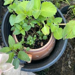 Planta De Menta Y Orégano Oregon 