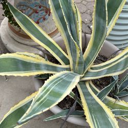 Agave 