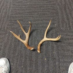 Deer Antlers