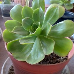 Aenium Arborium Plant