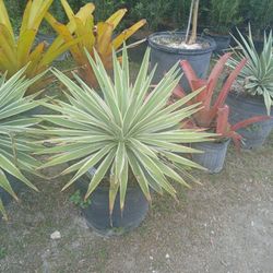 Beautiful Agaves On Sale $85 