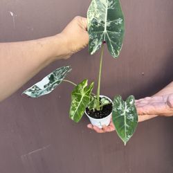 4” alocasia frydek variegated