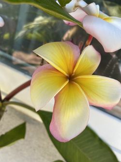 Plumeria