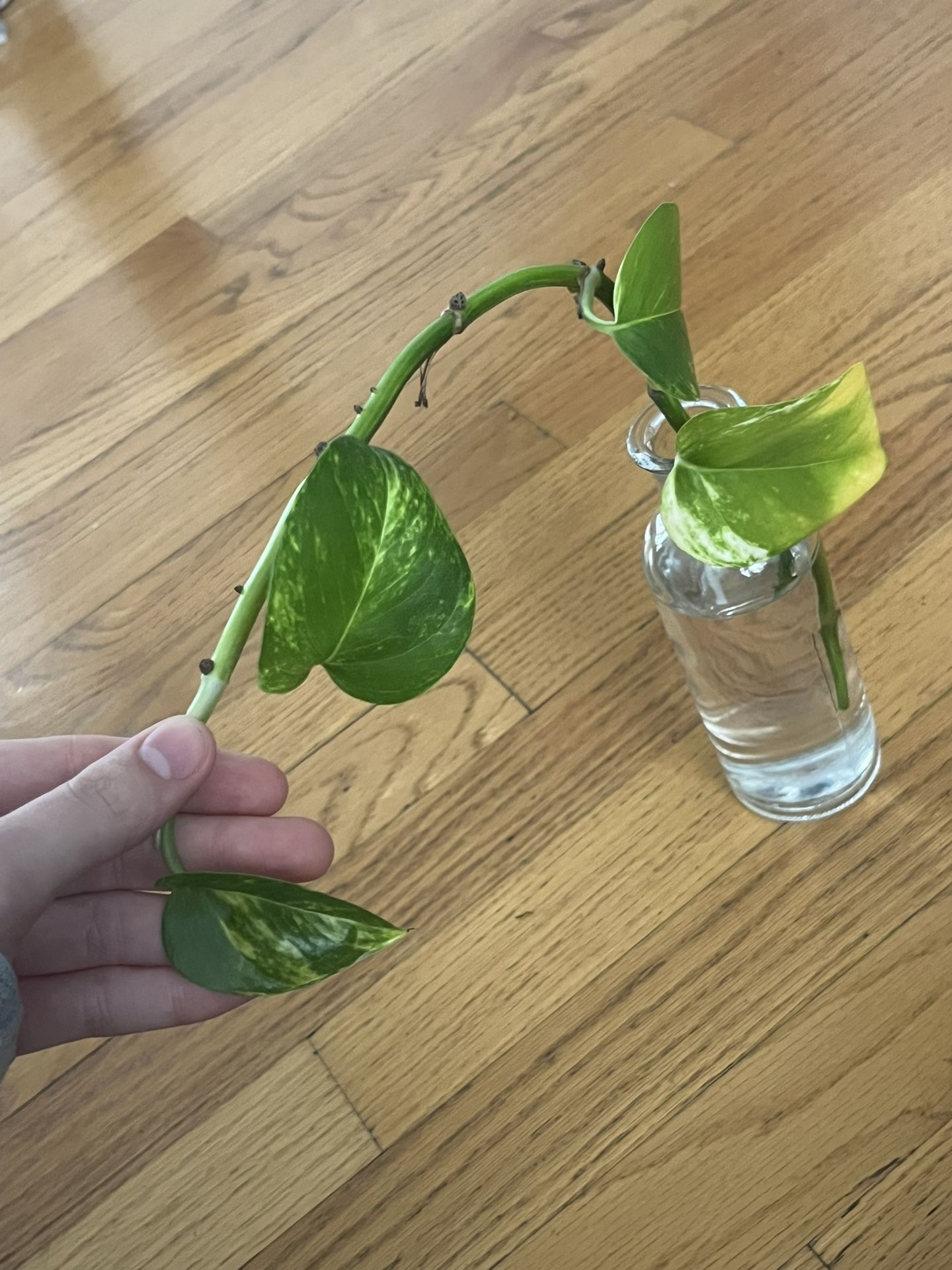Golden Pothos Propigated