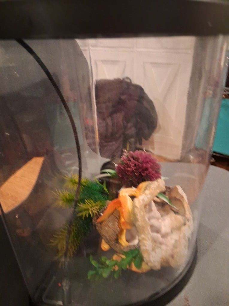 Oval Aquarium With Acessories