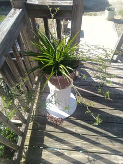 Spider plant