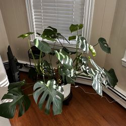 Monstera Plant 