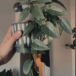 Cebu Blue Pothos in Lechuza Pon. Pot Not Included 