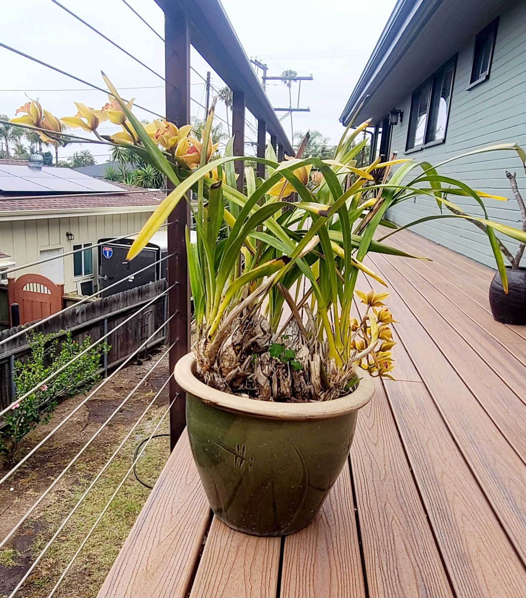 Cymbidium orchid in green ceramic pot