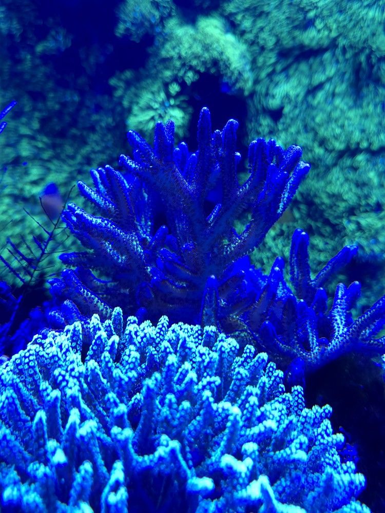 Aquarium And Coral Sale