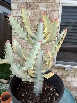 White ghost cactus / white milky cactus