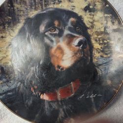 Gordon Setter