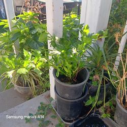 Celery  Plant