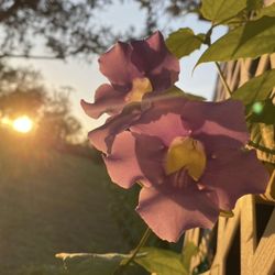 Blue Trumpet Vine